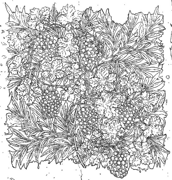 William Morris ``The Grapes'' coloring book
