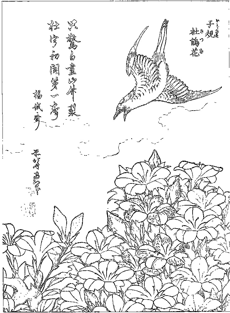 浮世絵の塗り絵 葛飾北斎『子規　杜鵑花』