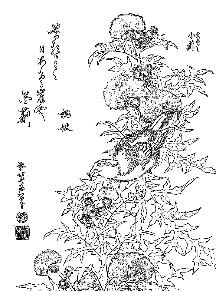 浮世絵の塗り絵 葛飾北斎『鵙　小薊』