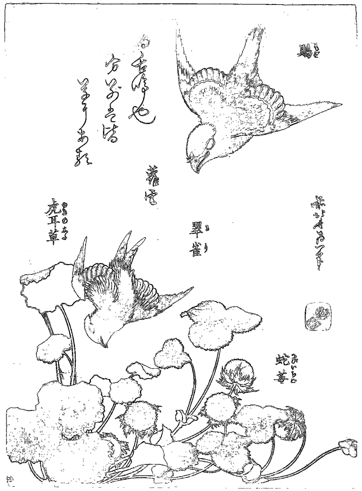 浮世絵の塗り絵 葛飾北斎『鵙　翠雀　虎耳草　蛇苺』